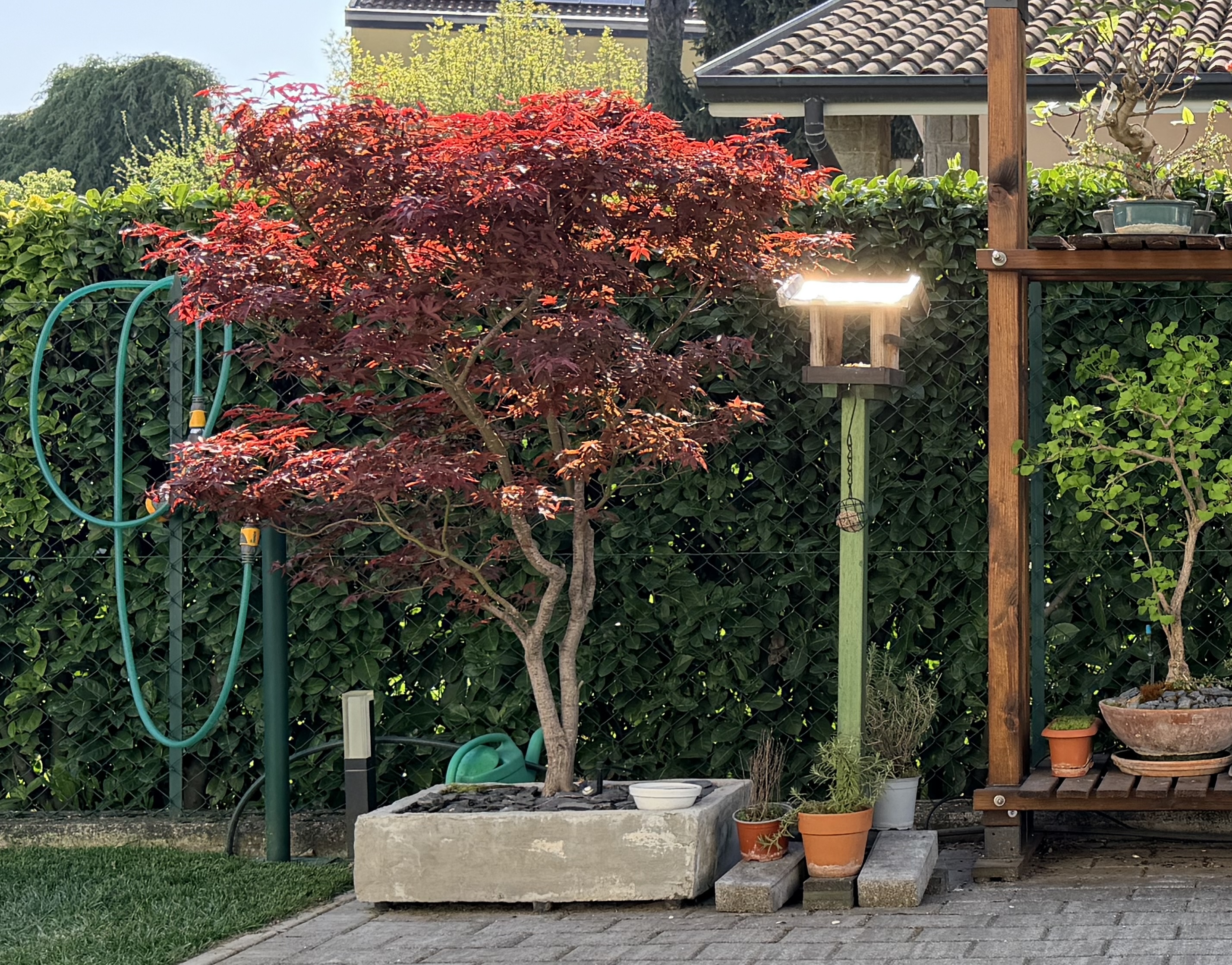 Garden corner with bonsai shelving, herb pots and a wooden bird table