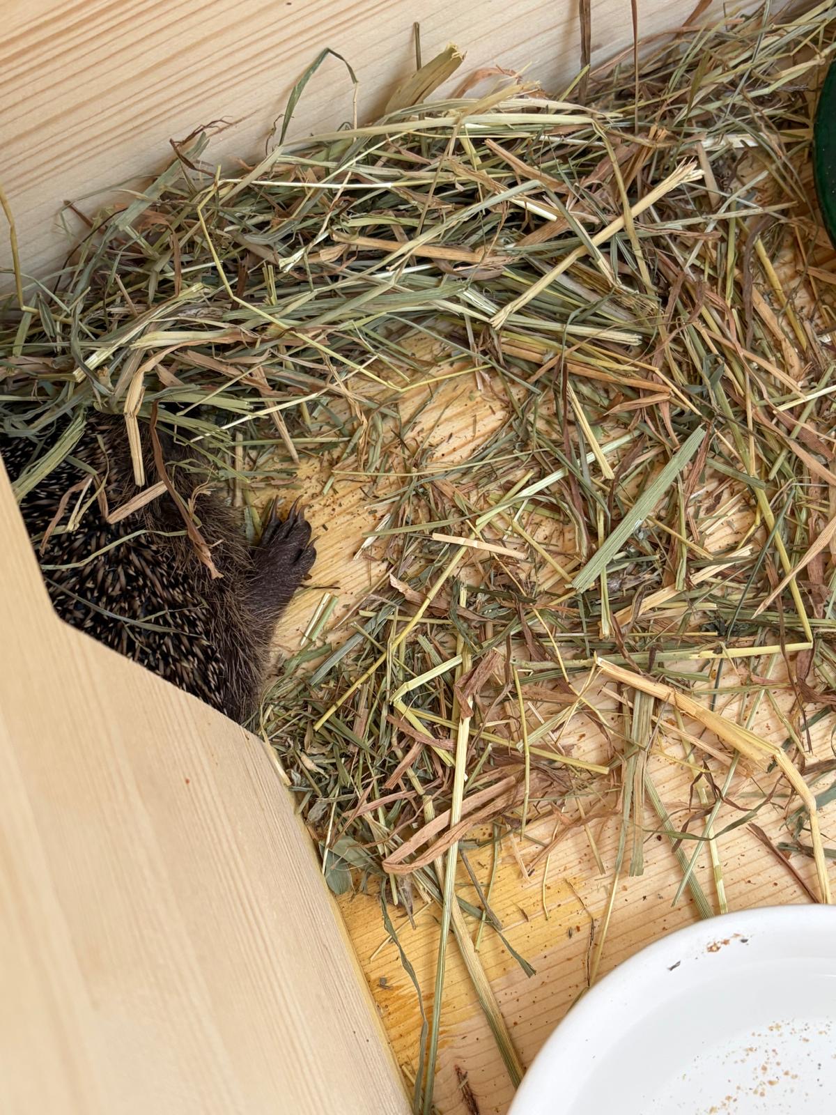A hedgehog's front foot poking out from under the hay inside its house.